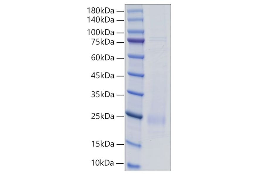 SDS-PAGE - Recombinant Rat IL-18 Protein (C-terminal His Tag) (A330839) - Antibodies.com