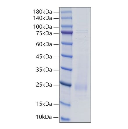 SDS-PAGE - Recombinant Rat IL-18 Protein (C-terminal His Tag) (A330839) - Antibodies.com