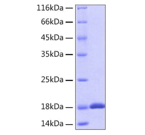 SDS-PAGE - Recombinant Human IL-18 Protein (A330840) - Antibodies.com