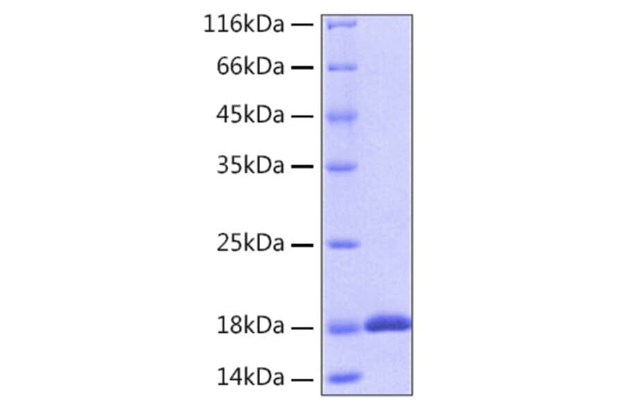SDS-PAGE - Recombinant Human IL-18 Protein (A330840) - Antibodies.com