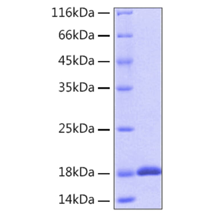 SDS-PAGE - Recombinant Human IL-18 Protein (A330840) - Antibodies.com
