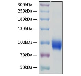 SDS-PAGE - Recombinant Human IL-18R1 Protein (C-terminal Human Fc and His Tag) (A330844) - Antibodies.com