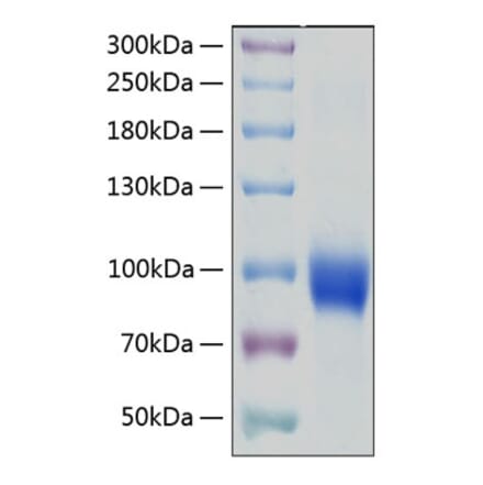 SDS-PAGE - Recombinant Human IL-18R1 Protein (C-terminal Human Fc and His Tag) (A330844) - Antibodies.com