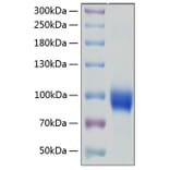 SDS-PAGE - Recombinant Human IL-18R1 Protein (C-terminal Human Fc and His Tag) (A330844) - Antibodies.com