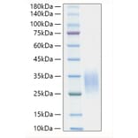 SDS-PAGE - Recombinant Mouse IL-19 Protein (C-terminal His Tag) (A330846) - Antibodies.com