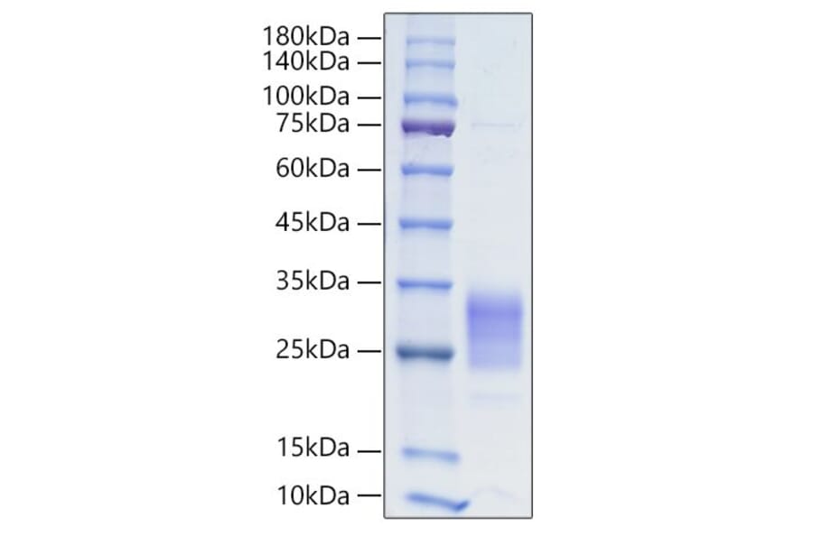 SDS-PAGE - Recombinant Human IL-19 Protein (C-terminal His Tag) (A330847) - Antibodies.com