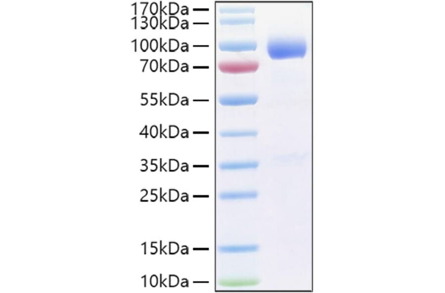 SDS-PAGE - Recombinant Human IL-1RAcP Protein (C-terminal Human Fc Tag) (A330853) - Antibodies.com