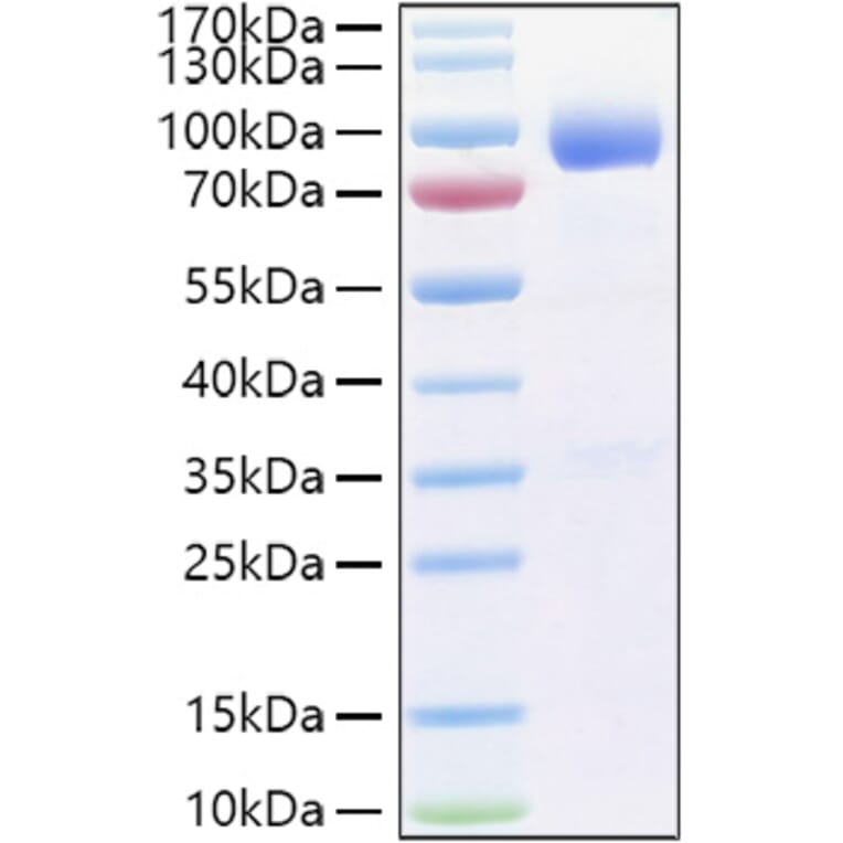 SDS-PAGE - Recombinant Human IL-1RAcP Protein (C-terminal Human Fc Tag) (A330853) - Antibodies.com