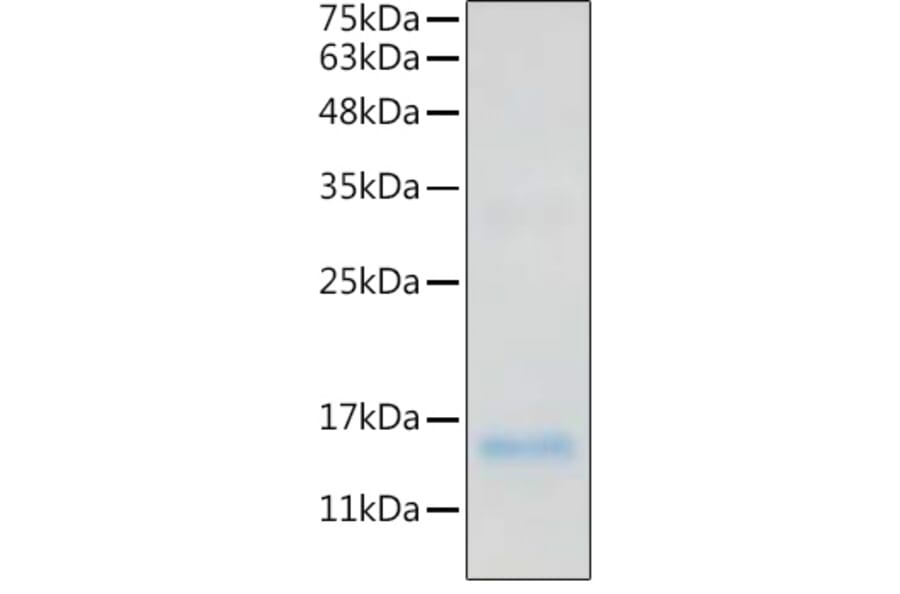 SDS-PAGE - Recombinant Human IL-20 Protein (C-terminal His Tag) (A330859) - Antibodies.com