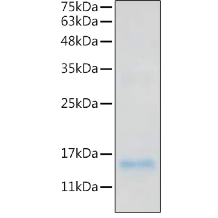 SDS-PAGE - Recombinant Human IL-20 Protein (C-terminal His Tag) (A330859) - Antibodies.com