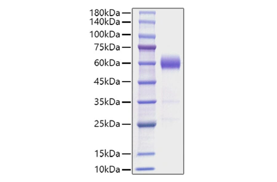 SDS-PAGE - Recombinant Mouse IL-22 Protein (C-terminal Human Fc Tag) (A330869) - Antibodies.com