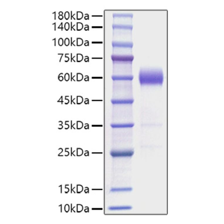 SDS-PAGE - Recombinant Mouse IL-22 Protein (C-terminal Human Fc Tag) (A330869) - Antibodies.com