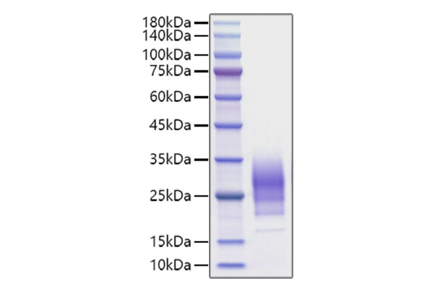SDS-PAGE - Recombinant Human IL-22 Protein (C-terminal His Tag) (A330870) - Antibodies.com