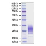 SDS-PAGE - Recombinant Human IL-22 Protein (C-terminal His Tag) (A330870) - Antibodies.com