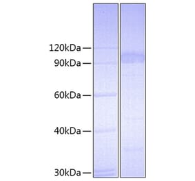 SDS-PAGE - Recombinant Mouse IL-23R Protein (C-terminal Fc Tag) (A330872) - Antibodies.com
