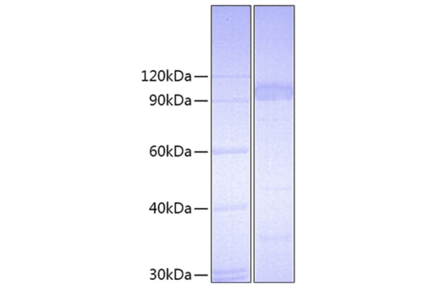 SDS-PAGE - Recombinant Mouse IL-23R Protein (C-terminal Fc Tag) (A330872) - Antibodies.com
