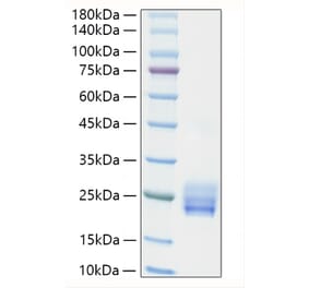 SDS-PAGE - Recombinant Human IL-25 Protein (N-terminal His Tag) (A330875) - Antibodies.com