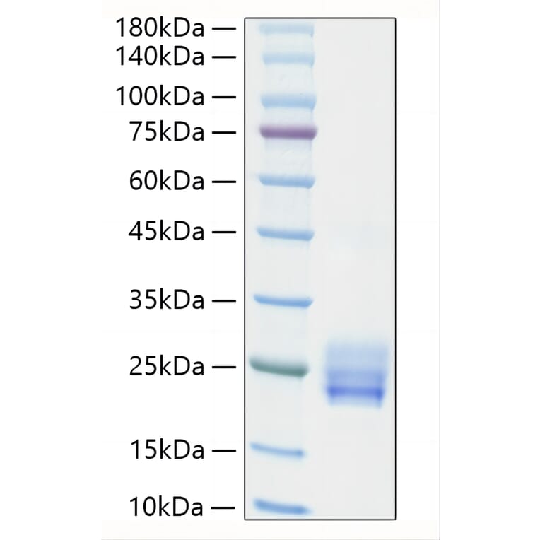 SDS-PAGE - Recombinant Human IL-25 Protein (N-terminal His Tag) (A330875) - Antibodies.com