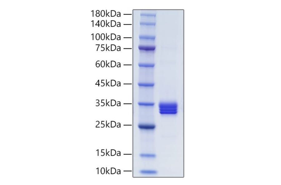 SDS-PAGE - Recombinant Human IL-27-A + EBI3 Protein (N-terminal His and NO Tag) (A330876) - Antibodies.com
