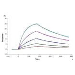SPR Assay - Recombinant Human IL-27-A + EBI3 Protein (N-terminal His and NO Tag) (A330876) - Antibodies.com