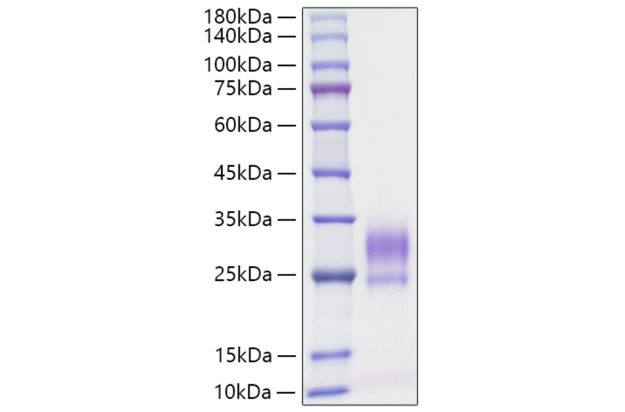 SDS-PAGE - Recombinant Rat IL-3 Protein (C-terminal His Tag) (A330884) - Antibodies.com
