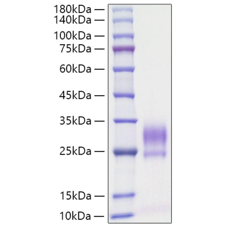SDS-PAGE - Recombinant Rat IL-3 Protein (C-terminal His Tag) (A330884) - Antibodies.com