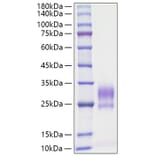 SDS-PAGE - Recombinant Rat IL-3 Protein (C-terminal His Tag) (A330884) - Antibodies.com