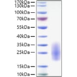 SDS-PAGE - Recombinant Human IL-3 Protein (C-terminal His Tag) (A330885) - Antibodies.com