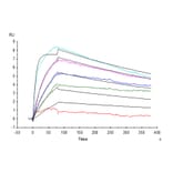 SPR Assay - Recombinant Human IL-31 Protein (N-terminal His Tag) (A330889) - Antibodies.com