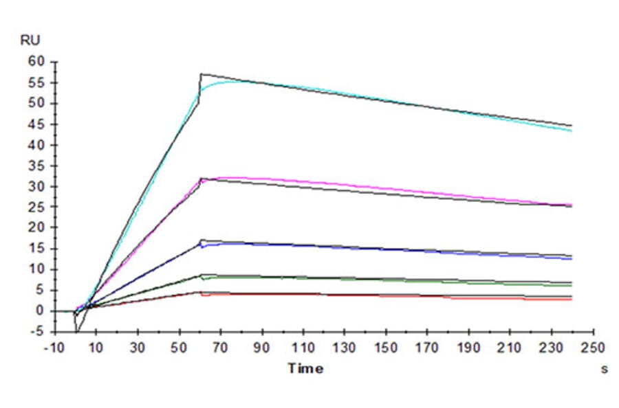 SPR Assay - Recombinant Human IL-31RA Protein (C-terminal His Tag) (A330890) - Antibodies.com