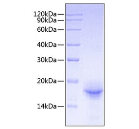 SDS-PAGE - Recombinant Mouse IL-33 Protein (A330891) - Antibodies.com
