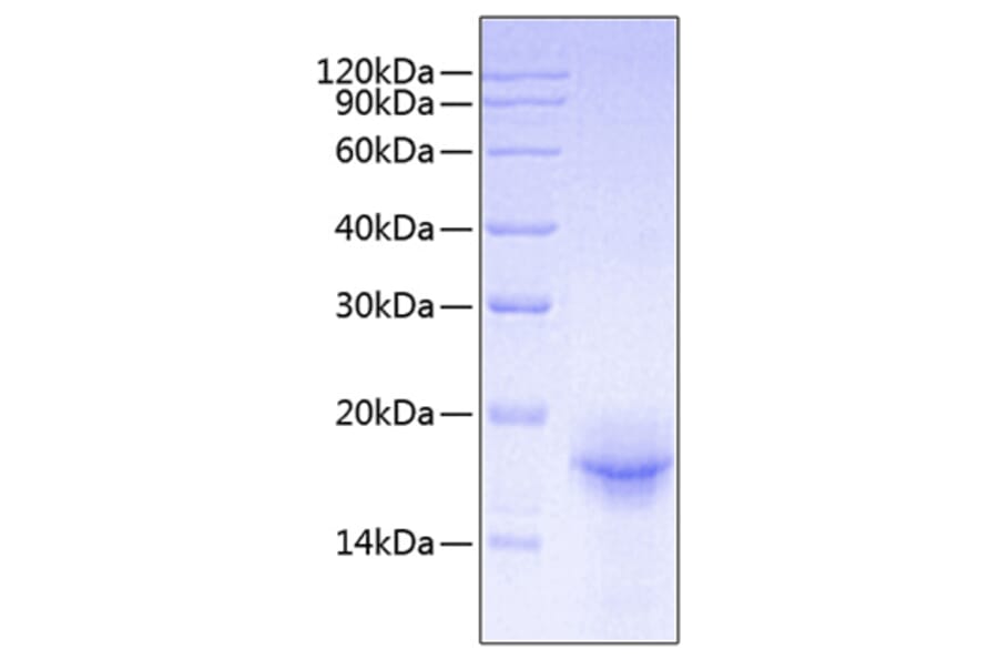 SDS-PAGE - Recombinant Mouse IL-33 Protein (A330891) - Antibodies.com