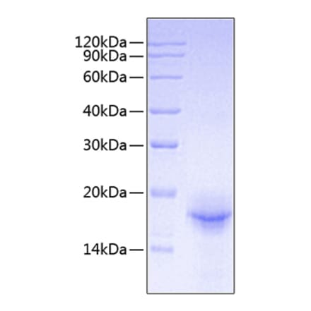 SDS-PAGE - Recombinant Mouse IL-33 Protein (A330891) - Antibodies.com