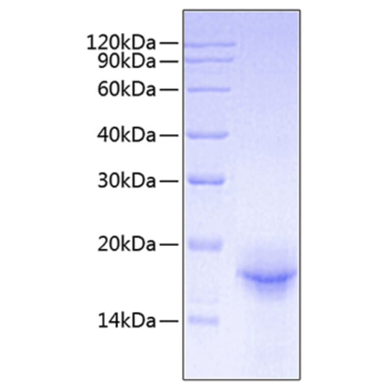 SDS-PAGE - Recombinant Mouse IL-33 Protein (A330891) - Antibodies.com