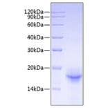 SDS-PAGE - Recombinant Mouse IL-33 Protein (A330891) - Antibodies.com