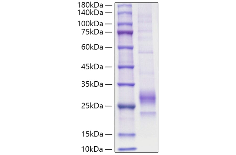 SDS-PAGE - Recombinant Mouse IL-33 Protein (C-terminal His Tag) (A330892) - Antibodies.com