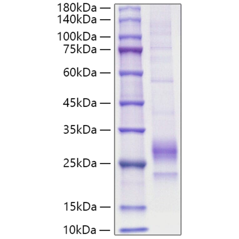 SDS-PAGE - Recombinant Mouse IL-33 Protein (C-terminal His Tag) (A330892) - Antibodies.com