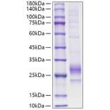 SDS-PAGE - Recombinant Mouse IL-33 Protein (C-terminal His Tag) (A330892) - Antibodies.com