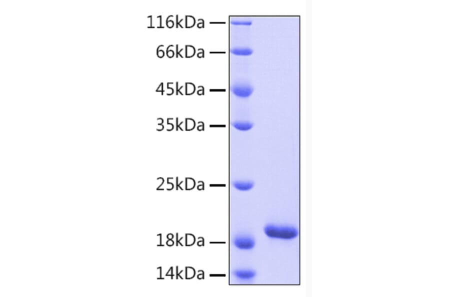 SDS-PAGE - Recombinant Human IL-33 Protein (A330893) - Antibodies.com