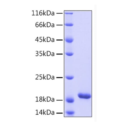 SDS-PAGE - Recombinant Human IL-33 Protein (A330893) - Antibodies.com