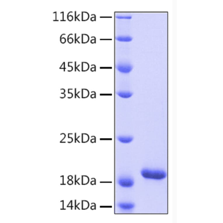 SDS-PAGE - Recombinant Human IL-33 Protein (A330893) - Antibodies.com