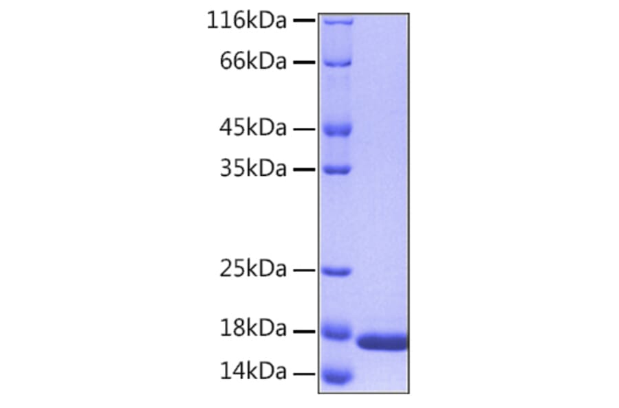 SDS-PAGE - Recombinant Human IL36 alpha/IL-1F6 Protein (C-terminal His Tag) (A330896) - Antibodies.com