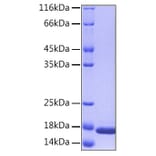 SDS-PAGE - Recombinant Human IL36 alpha/IL-1F6 Protein (C-terminal His Tag) (A330896) - Antibodies.com