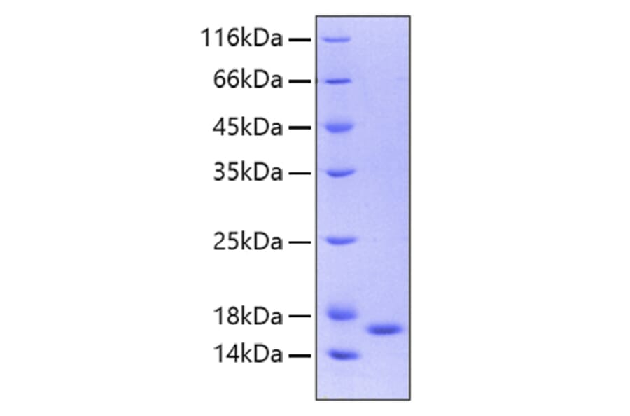 SDS-PAGE - Recombinant Human IL36 gamma/IL-1F9 Protein (A330898) - Antibodies.com