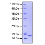 SDS-PAGE - Recombinant Human IL36 gamma/IL-1F9 Protein (A330898) - Antibodies.com