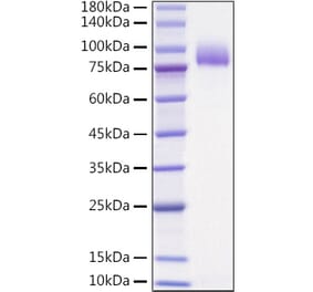 SDS-PAGE - Recombinant Human IL-36R Protein (C-terminal Human Fc Tag) (A330899) - Antibodies.com
