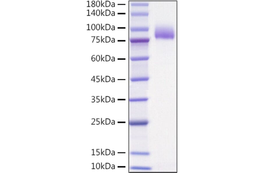 SDS-PAGE - Recombinant Human IL-36R Protein (C-terminal Human Fc Tag) (A330899) - Antibodies.com