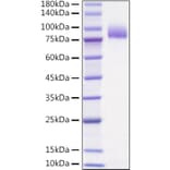SDS-PAGE - Recombinant Human IL-36R Protein (C-terminal Human Fc Tag) (A330899) - Antibodies.com