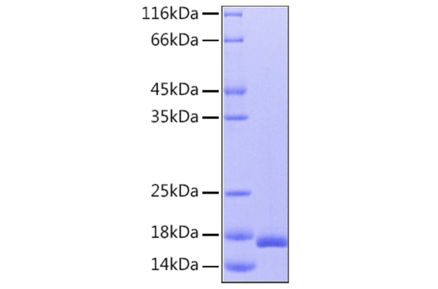 SDS-PAGE - Recombinant Human IL-36RN Protein (C-terminal His Tag) (A330901) - Antibodies.com