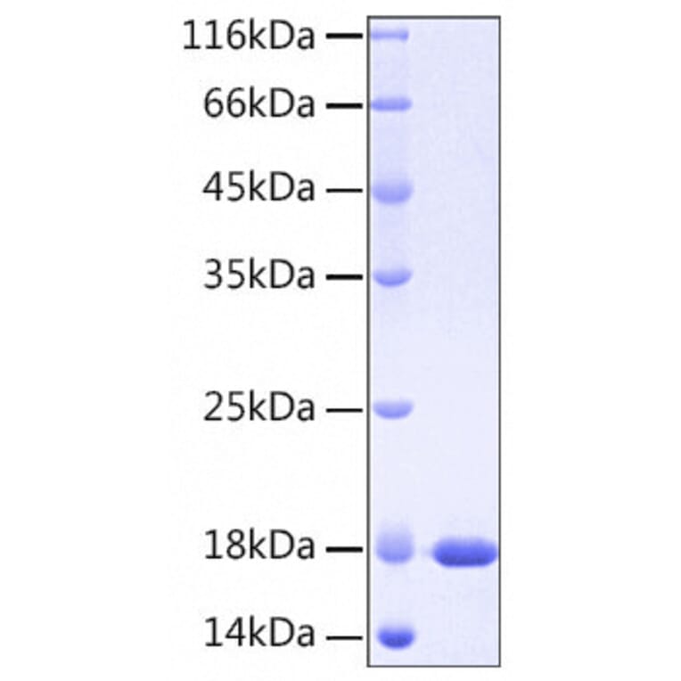 SDS-PAGE - Recombinant Human IL37 Protein (A330903) - Antibodies.com